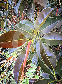 The leaves of the rubber tree with gradations of dark and light green are very beautiful in the Asian rubber backround garden