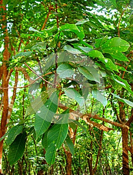 Leaves of Rubber Tree - Hevea Brasiliensis photo