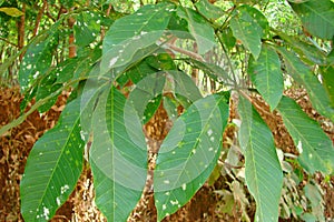 Leaves of Rubber Tree - Hevea Brasiliensis photo