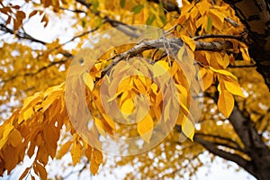 leaves rustling on a tree in the wind