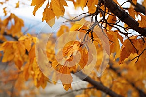 leaves rustling on a tree in the wind