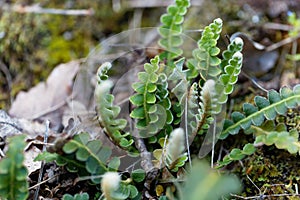 Leaves of a Rustyback fern Asplenium ceterach