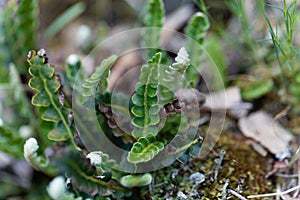 Leaves of a Rustyback fern Asplenium ceterach