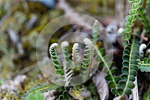 Leaves of a Rustyback fern Asplenium ceterach