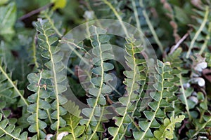 Leaves of a Rustyback fern Asplenium ceterach