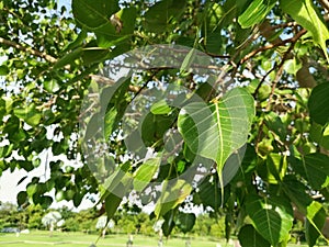 Leaves of Sacred Fig Ficus religiosa.