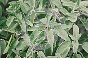 Leaves of sage healthy and fresh aromatic plant