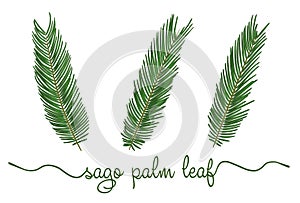 Leaves of sago palm elements set. Botany hand drawn graphic illustration. Collection of sagu foliage on a white background