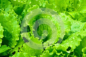 Leaves of salad closeup