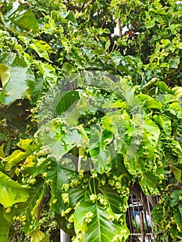 The leaves of the santol tree are damaged by velvet mites