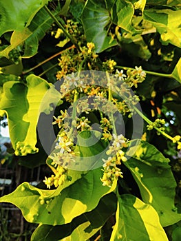 The leaves of the santol tree and Pollen and flowers are damaged by velvet mites