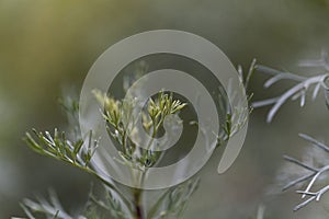 Leaves of Santonica, Artemisia cina