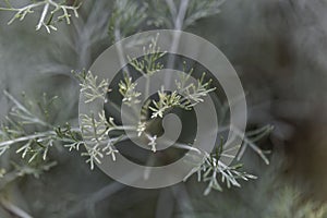 Leaves of Santonica, Artemisia cina