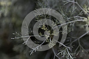 Leaves of Santonica, Artemisia cina