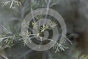 Leaves of Santonica, Artemisia cina photo