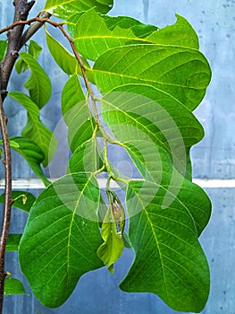 the leaves are scalded looking fresh and healthy