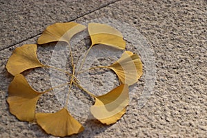 The leaves of the scattered ginkgo tree