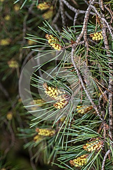 Leaves of Scots Pine