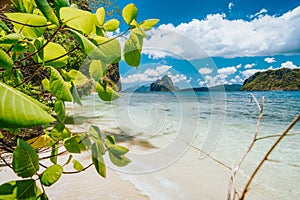 Leaves and secluded beach with view to Pinagbuyutan island. El Nido, Palawan, Philippines