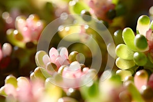 The leaves of Sedum x rubrotinctum Clausen