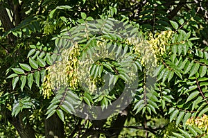 Leaves and seed at tree of heaven or Ailanthus altissima