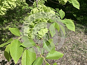 Leaves and seeds of elm