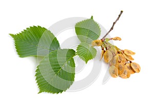 Leaves and seeds of Elms Isolated on white background photo