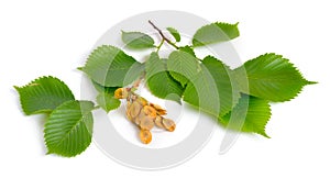 Leaves and seeds of Elms Isolated on white background photo