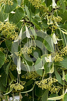 Leaves and seeds of Tilia henryana or Henry`s lime