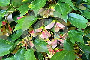 Leaves and seeds of trident maple (Acer buergerianum) tree native to China, Taiwan and Japan