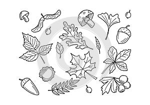 Autumn leaves and berries. Hand drawn autumn forest leaves set.