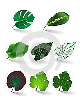 Leaves set/ vector eps 10