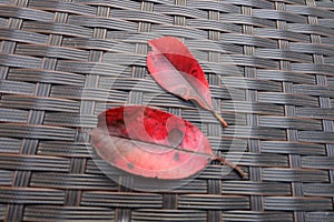 Leaves with shades of red and brown with cane background