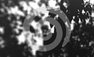 Leaves shadow gobo lighting. Window light background design element