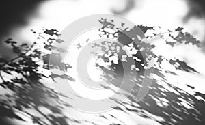 Leaves shadow gobo lighting. Window light background design element