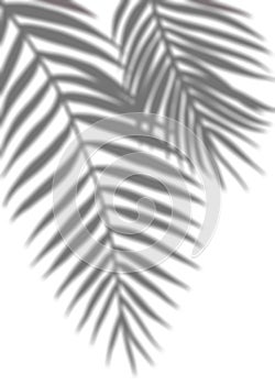 Leaves shadow, Palm Leaves silhouette,Tropical Coconut Leaf Overlay, Element object for Spring Summer, Mock up Product