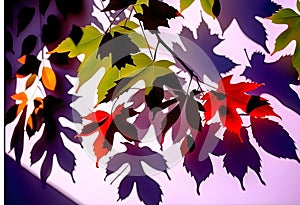 Leaves shadow and tree branch background