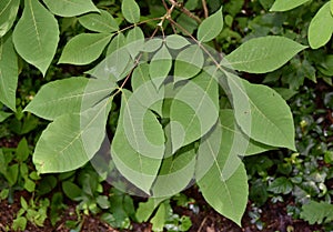 Leaves of shagbark hickory tree