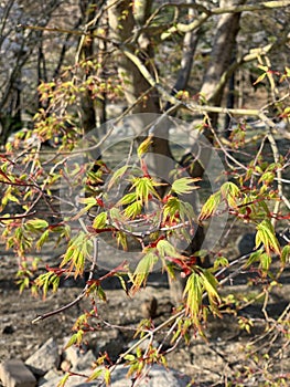 Leaves with a sharp, slender shape photo