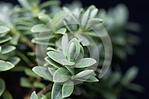 Leaves of a shrubby veronica, Hebe topiaria photo