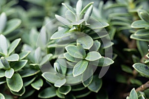 Leaves of a shrubby veronica, Hebe topiaria photo