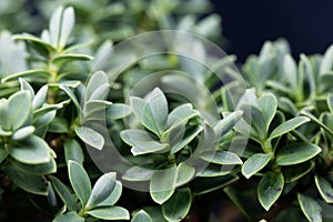 Leaves of a shrubby veronica, Hebe topiaria photo