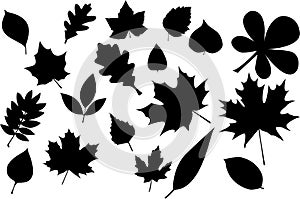 Leaves silhouette