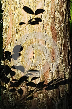 Leaves silhouette on bark of pine trunk. Summer in forest.