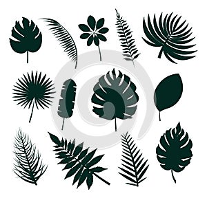 Leaves Silhouette Collection Vector Illustration