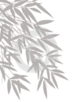 leaves silhouette, Shadows of branches bamboo isolated on white background