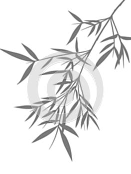 Leaves silhouette, Shadows of branches bamboo isolated on White Background,Natural tropical plant elements design for Card,