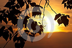 Leaves Silhouetted in the Light of the Evening Sunset