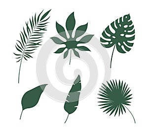 Leaves silhouettes tropical. Green jungle exotic leaf palm, monstera and banana. Botanical decor, summer nature design