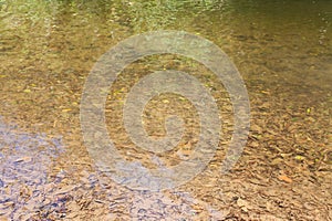 leaves and silt at the bottom of the stream